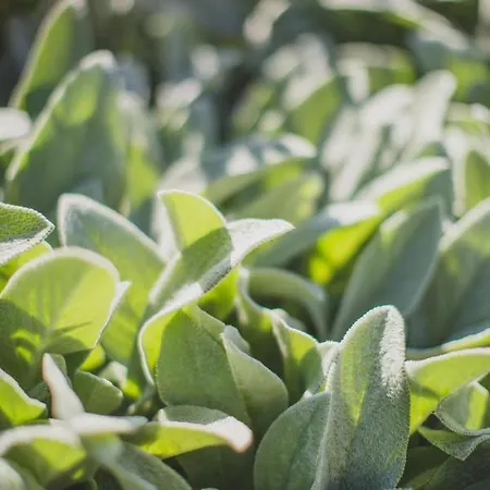 Viereinhalb Eichen - Am Niederrhein