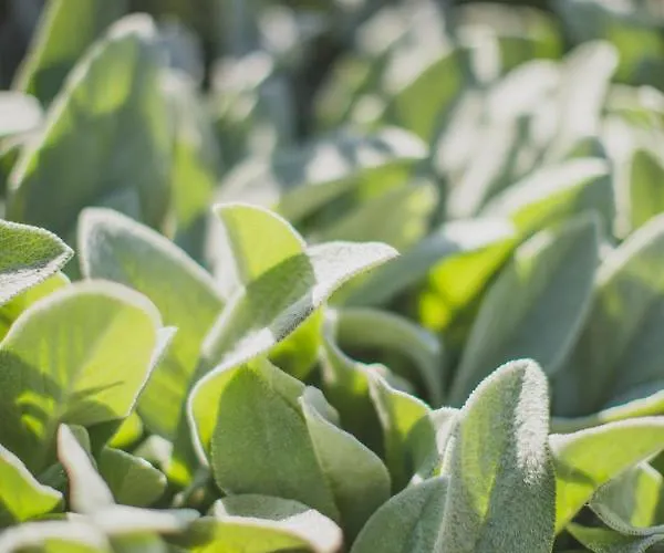 Viereinhalb Eichen - Am Niederrhein
